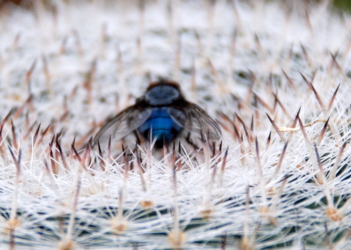 Calliphora sp. (Calliphoridae)
